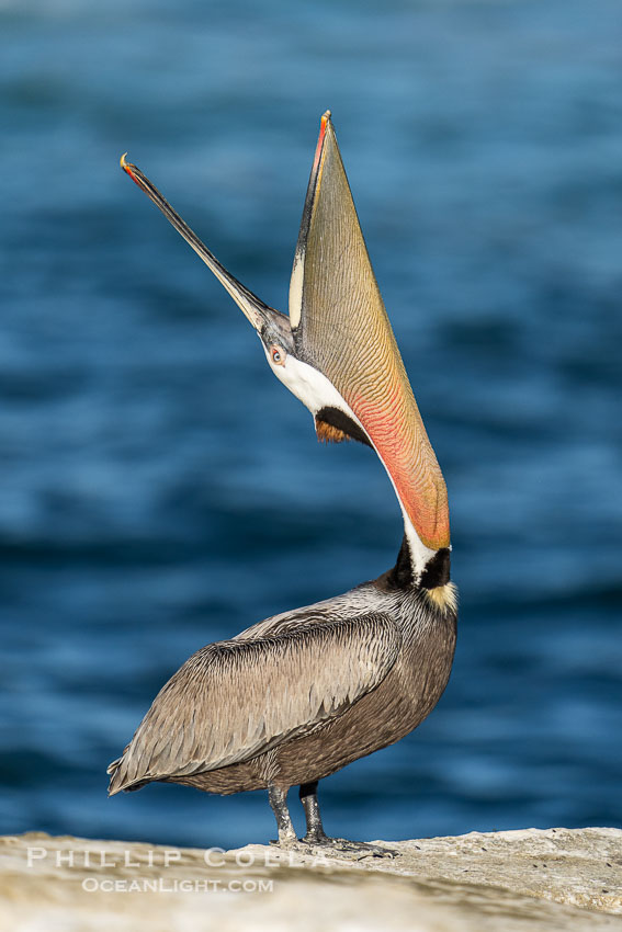 California Brown Pelican head throw, stretching its throat to keep it flexible and healthy, winter adult mating plumage, Pelecanus occidentalis, Pelecanus occidentalis californicus, La Jolla California Brown Pelican head throw, stretching its throat to keep it flexible and healthy, winter adult mating plumage, Pelecanus occidentalis, Pelecanus occidentalis californicus, La Jolla