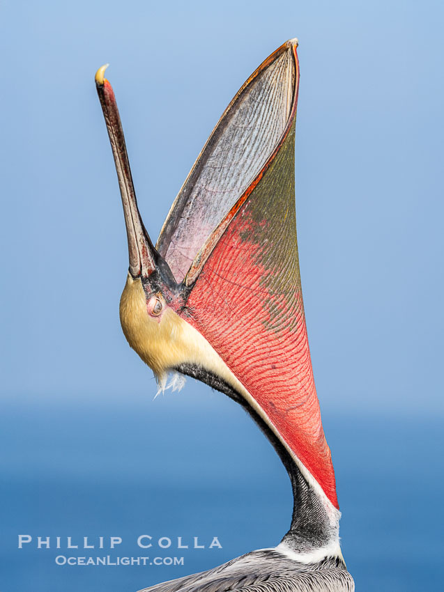 California Brown Pelican head throw, stretching its throat to keep it flexible and healthy, Pelecanus occidentalis, Pelecanus occidentalis californicus, La Jolla California Brown Pelican head throw, stretching its throat to keep it flexible and healthy, Pelecanus occidentalis, Pelecanus occidentalis californicus, La Jolla