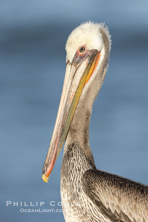 California Brown Pelican Portrait, Pelecanus occidentalis. La Jolla, USA, Pelecanus occidentalis, Pelecanus occidentalis californicus, natural history stock photograph, photo id 38854