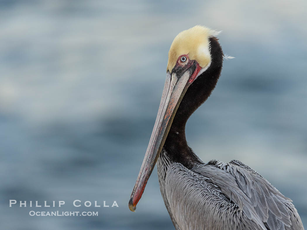 California brown pelican portrait, lit with a bit of flash about 30 minutes before sunrise. Adult winter breeding plumage. La Jolla, USA, Pelecanus occidentalis, Pelecanus occidentalis californicus, natural history stock photograph, photo id 38600