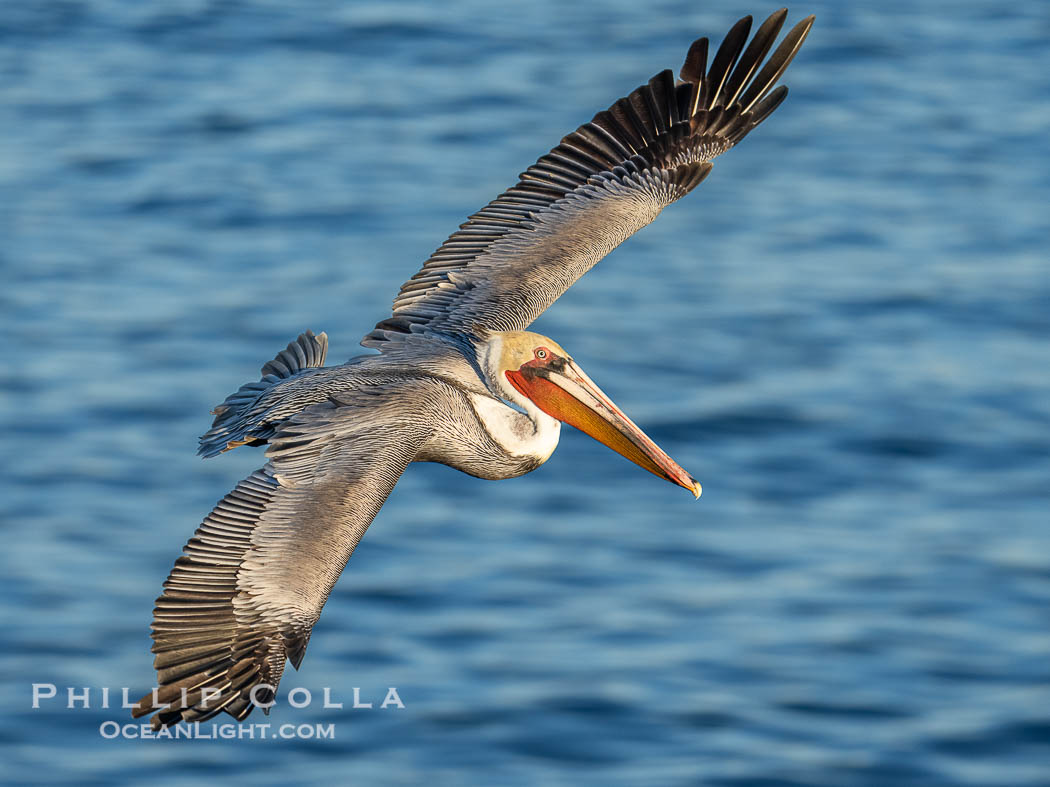 Brown pelican soaring in flight with wings fully outstretched. The wingspan of the brown pelican is over 7 feet wide. The California race of the brown pelican holds endangered species status, Pelecanus occidentalis, Pelecanus occidentalis californicus, La Jolla