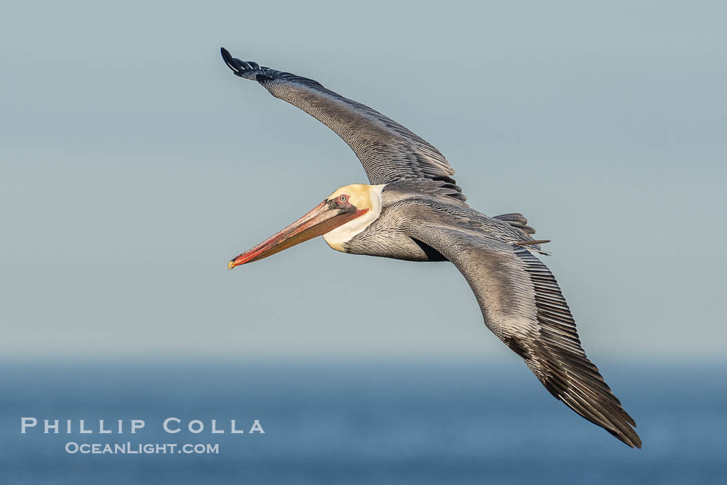 Brown pelican soaring in flight with wings fully outstretched. The wingspan of the brown pelican is over 7 feet wide. The California race of the brown pelican holds endangered species status, Pelecanus occidentalis, Pelecanus occidentalis californicus, La Jolla