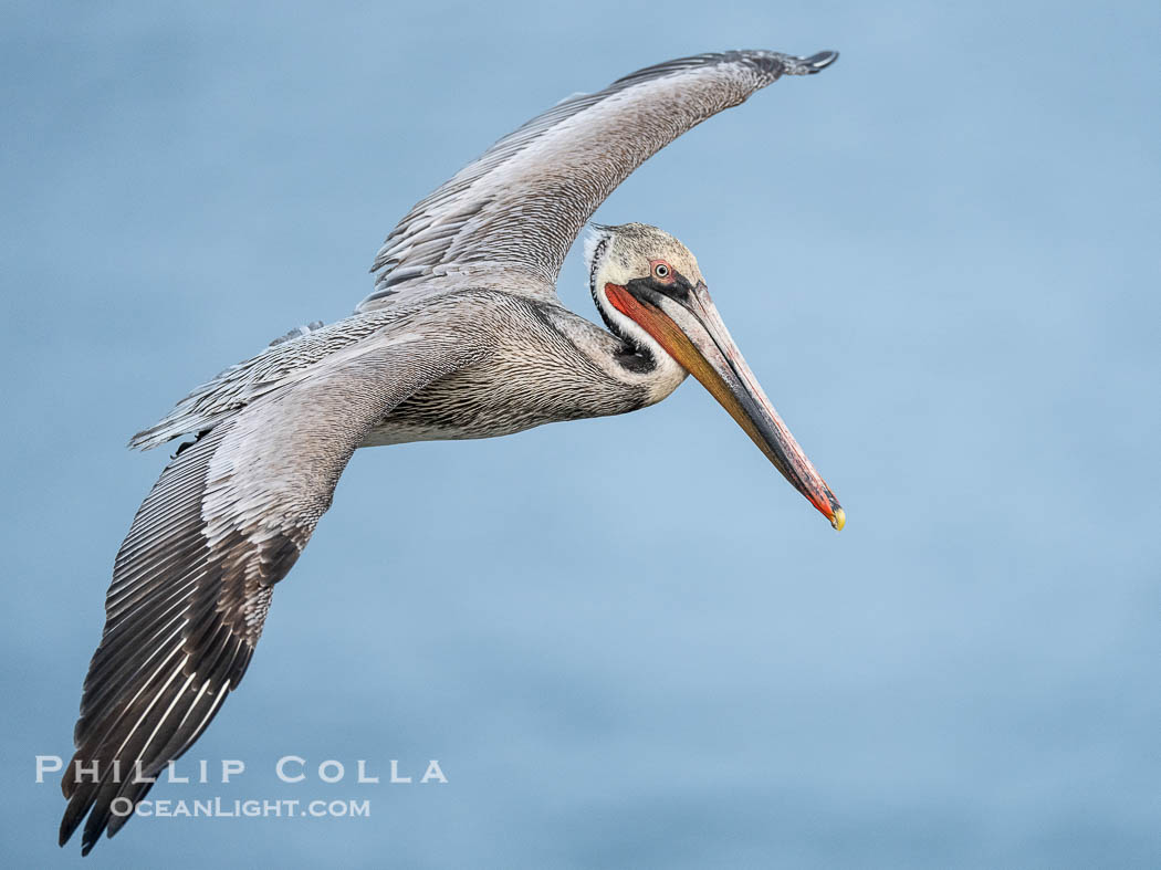 Brown pelican soaring in flight with wings fully outstretched. The wingspan of the brown pelican is over 7 feet wide. The California race of the brown pelican holds endangered species status. La Jolla, USA, Pelecanus occidentalis, Pelecanus occidentalis californicus, natural history stock photograph, photo id 40811