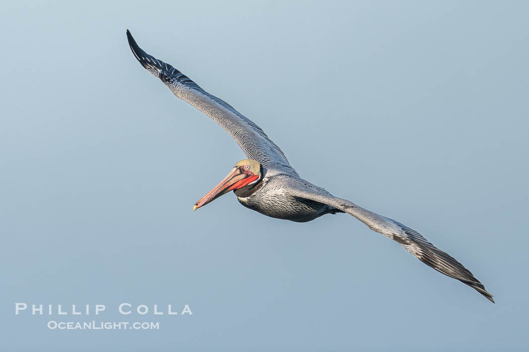 Brown pelican soaring in flight with wings fully outstretched. The wingspan of the brown pelican is over 7 feet wide. The California race of the brown pelican holds endangered species status. La Jolla, USA, Pelecanus occidentalis, Pelecanus occidentalis californicus, natural history stock photograph, photo id 40839