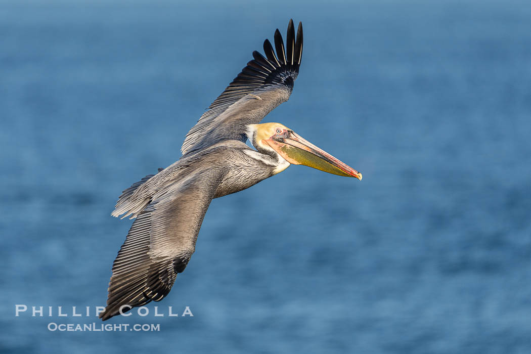 Brown pelican soaring in flight with wings fully outstretched. The wingspan of the brown pelican is over 7 feet wide. The California race of the brown pelican holds endangered species status. La Jolla, USA, Pelecanus occidentalis, Pelecanus occidentalis californicus, natural history stock photograph, photo id 40785