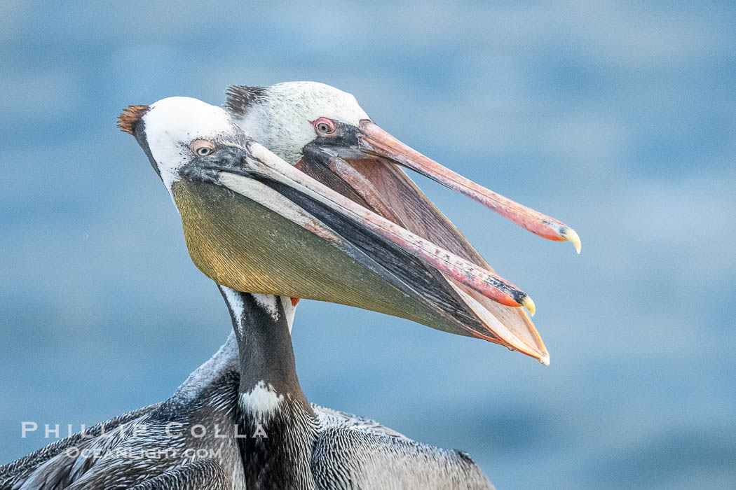 California brown pelicans socializing and clapping each other with their large beaks, on cliffs over the Pacific Ocean in San Diego, Pelecanus occidentalis, Pelecanus occidentalis californicus, La Jolla