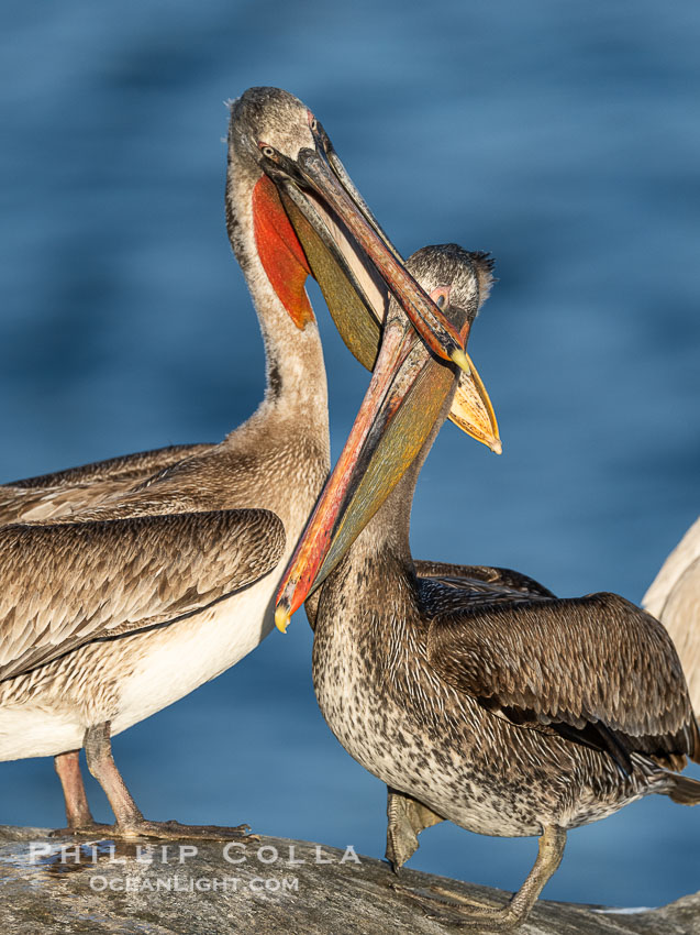 California brown pelicans socializing and clapping each other with their large beaks, on cliffs over the Pacific Ocean in San Diego, Pelecanus occidentalis, Pelecanus occidentalis californicus, La Jolla