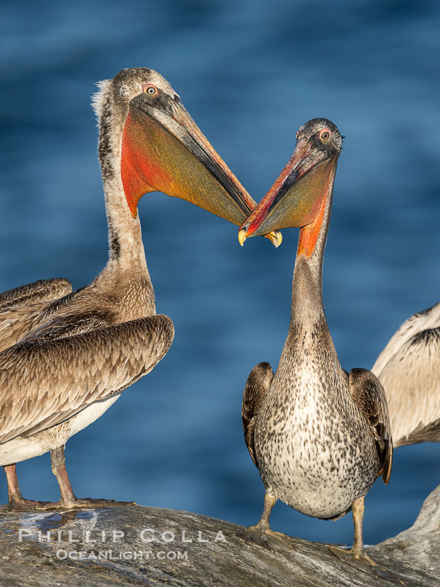 California brown pelicans socializing and clapping each other with their large beaks, on cliffs over the Pacific Ocean in San Diego. La Jolla, USA, Pelecanus occidentalis, Pelecanus occidentalis californicus, natural history stock photograph, photo id 40807