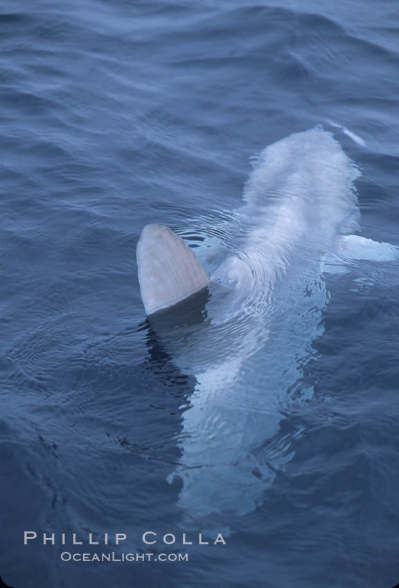 Ocean sunfish, finning at surface, open ocean near San Diego. California, USA, Mola mola, natural history stock photograph, photo id 04794