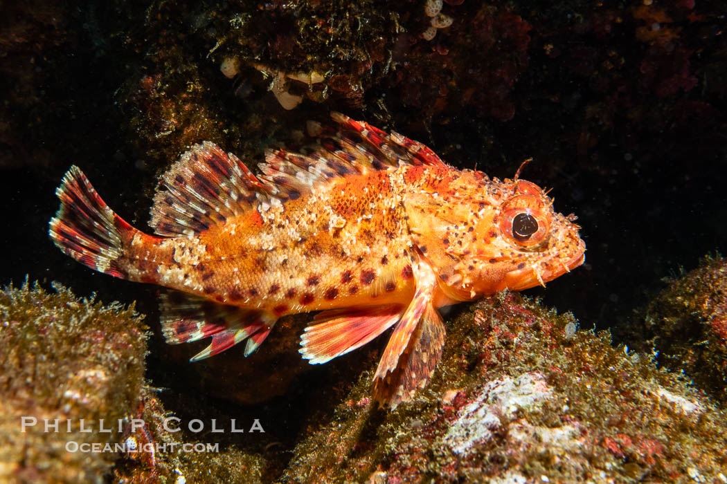 California Scorpionfish, Scorpaena guttata, Juvenile, Catalina Island. USA, Scorpaena guttata, natural history stock photograph, photo id 40519