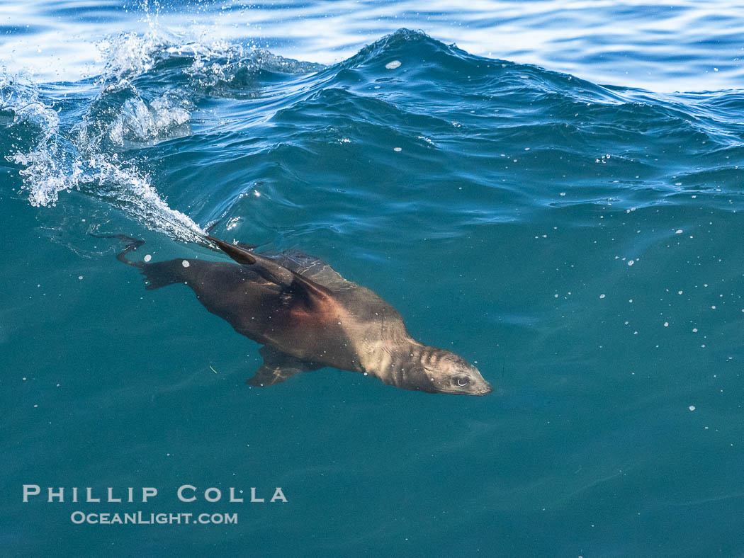 A California Sea Lion Bodysurfing on a Big Wave at Boomer Beach in La Jolla. USA, natural history stock photograph, photo id 40830