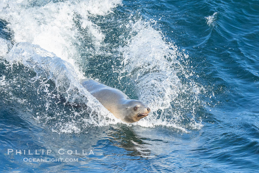 A California Sea Lion Bodysurfing on a Big Wave at Boomer Beach in La Jolla. USA, natural history stock photograph, photo id 40838