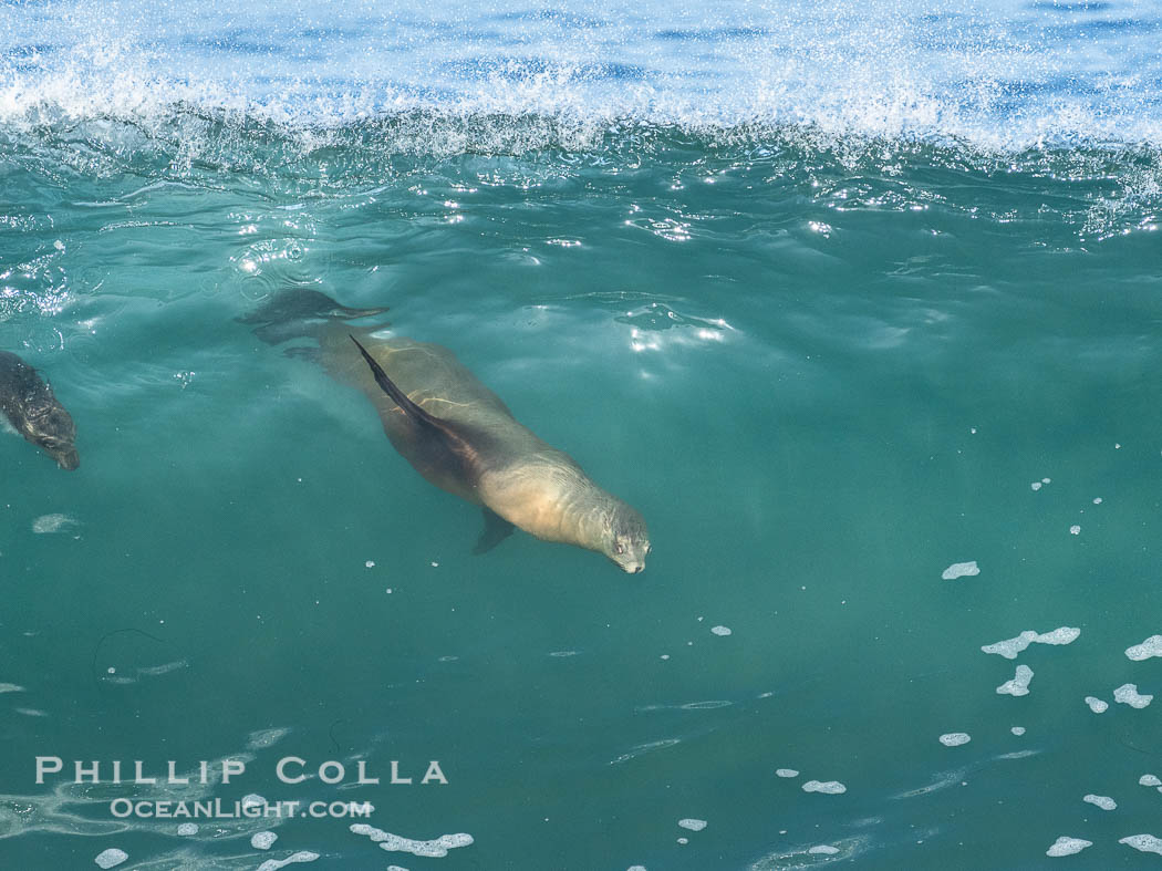 A California Sea Lion Bodysurfing on a Big Wave at Boomer Beach in La Jolla. USA, natural history stock photograph, photo id 40824