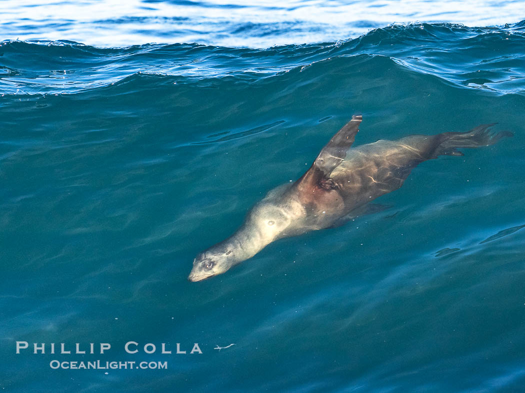 A California Sea Lion Bodysurfing on a Big Wave at Boomer Beach in La Jolla. USA, natural history stock photograph, photo id 40828