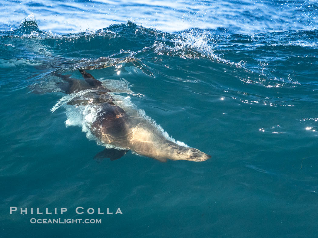 A California Sea Lion Bodysurfing on a Big Wave at Boomer Beach in La Jolla. USA, natural history stock photograph, photo id 40827