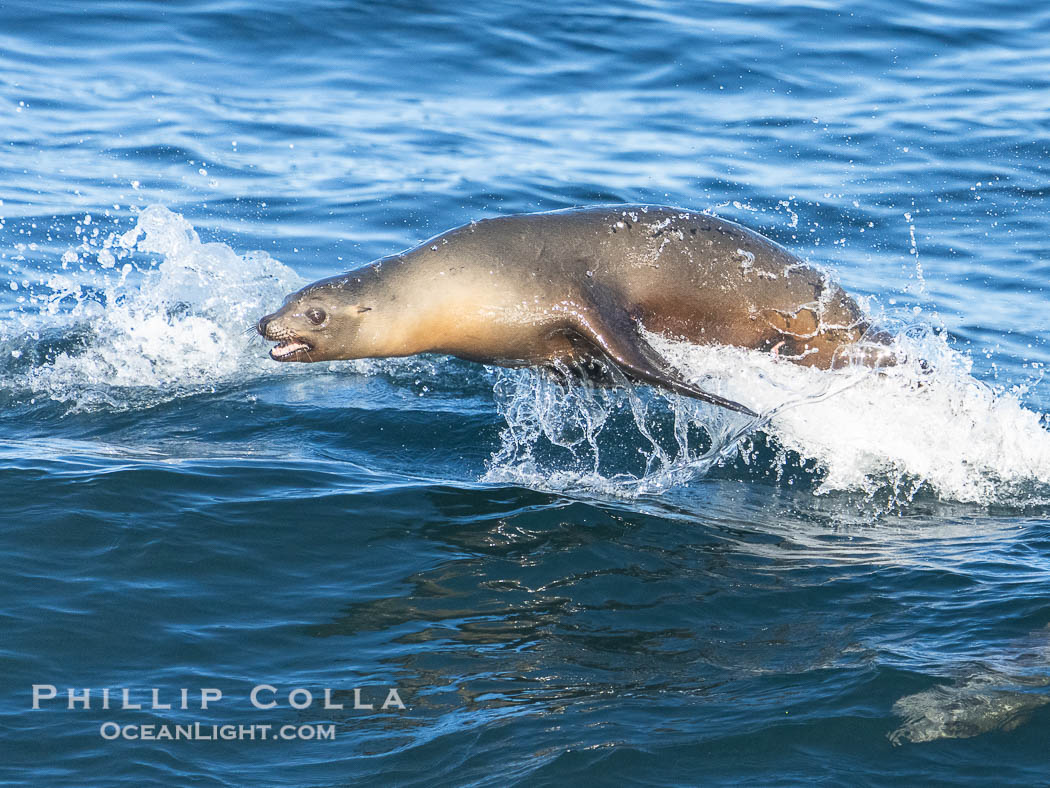 California sea lion bodysurfing in La Jolla, surfing waves close to shore at Boomer Beach. USA, Zalophus californianus, natural history stock photograph, photo id 40701