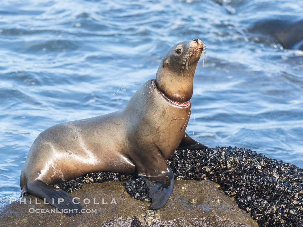 California sea lion entangled in fishing line, deep laceration around neck, Point La Jolla, Zalophus californianus