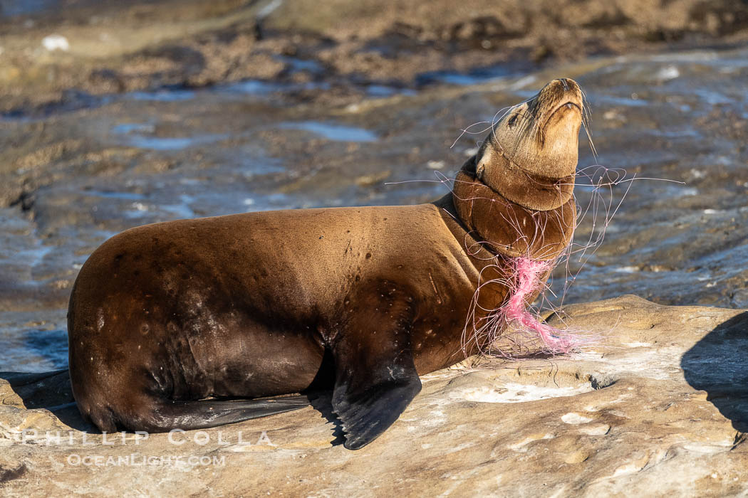 California sea lion entangled in fishing line, deep laceration around neck, Point La Jolla. USA, Zalophus californianus, natural history stock photograph, photo id 40494