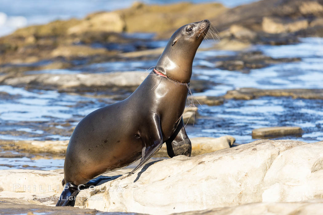Sea Lion Entanglement and Injury by Fishing Line and Fishing Net