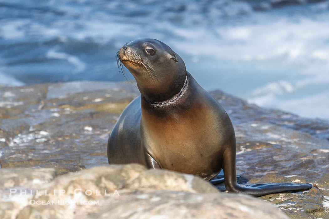 California sea lion entangled in fishing line, deep laceration around neck, Point La Jolla. USA, Zalophus californianus, natural history stock photograph, photo id 40692