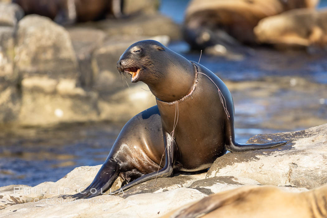 Sea Lion Entanglement and Injury by Fishing Line and Fishing Net