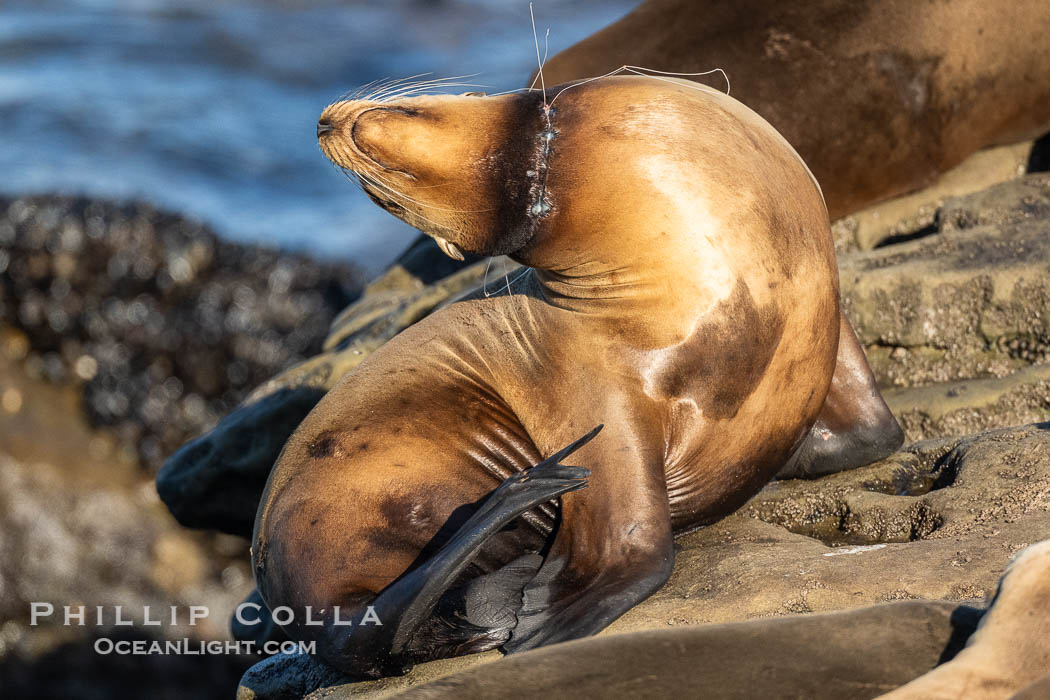 California sea lion entangled in fishing line, deep laceration around neck, Point La Jolla, Zalophus californianus