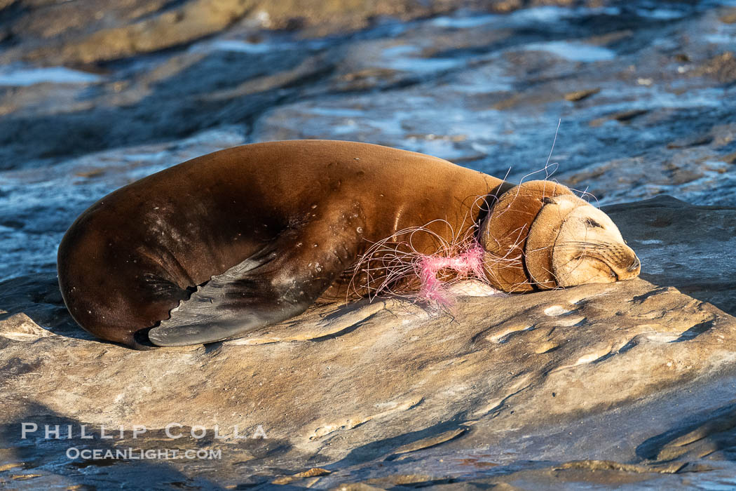 California sea lion entangled in fishing line, deep laceration around neck, Point La Jolla. USA, Zalophus californianus, natural history stock photograph, photo id 40489