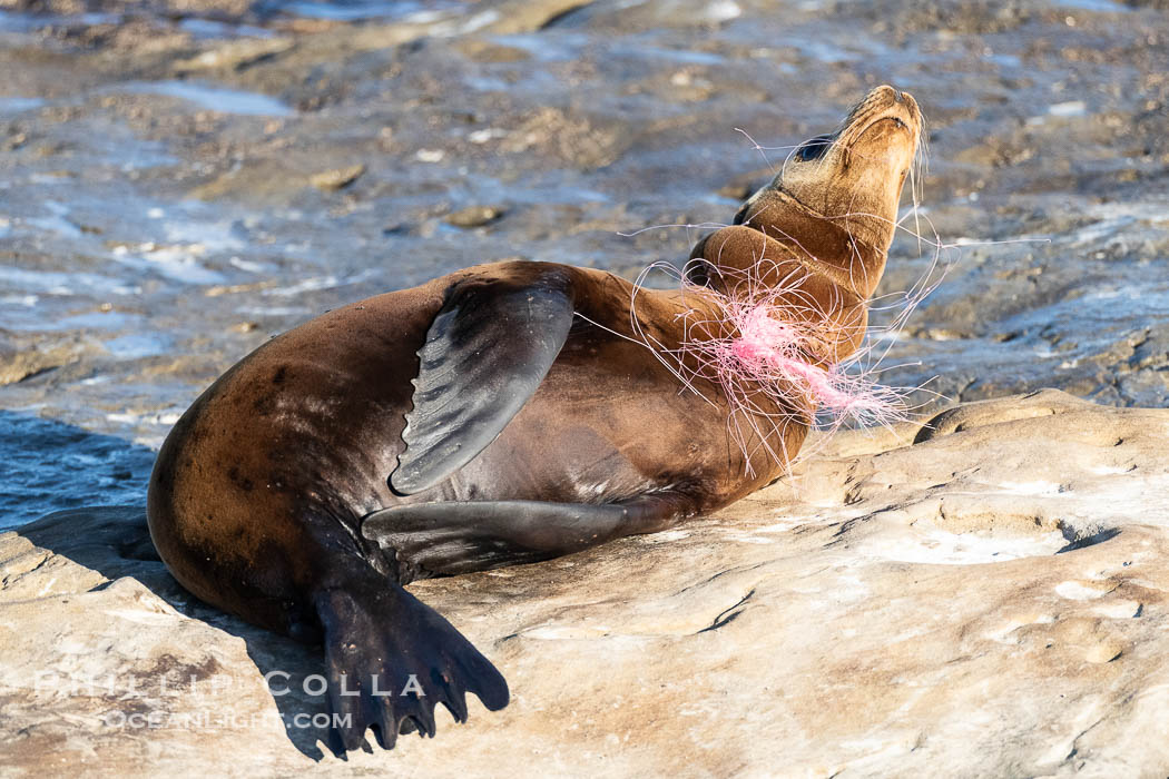 California sea lion entangled in fishing line, deep laceration around neck, Point La Jolla, Zalophus californianus