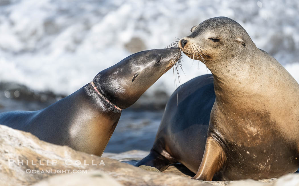 California sea lion entangled in fishing line, deep laceration around neck, Point La Jolla. USA, Zalophus californianus, natural history stock photograph, photo id 40693