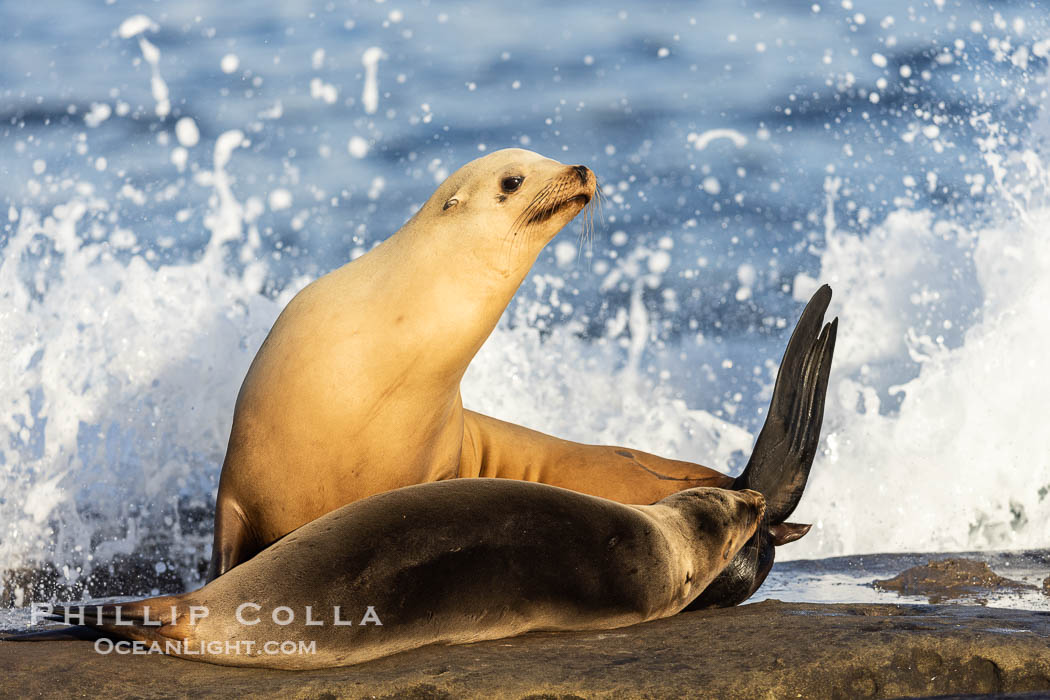 California sea lion mother and pup, framed by wave in La Jolla. USA, Zalophus californianus, natural history stock photograph, photo id 38625