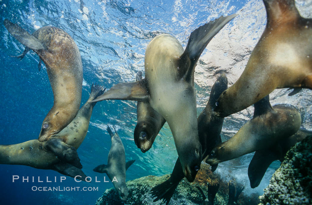 California sea lions, Sea of Cortez., Zalophus californianus, natural history stock photograph, photo id 00954