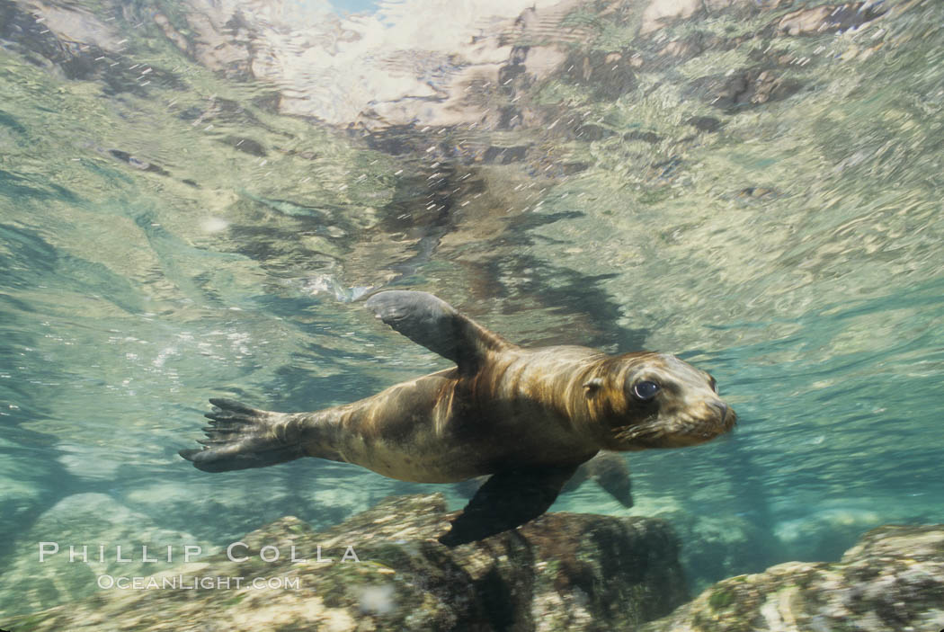 California sea lion, Sea of Cortez., Zalophus californianus, natural history stock photograph, photo id 03094