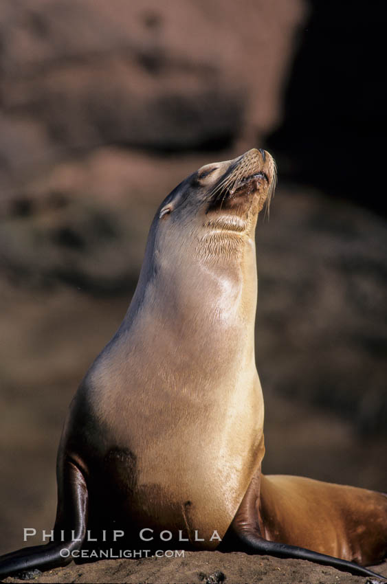 California sea lion, Baja California., Zalophus californianus, natural history stock photograph, photo id 05018