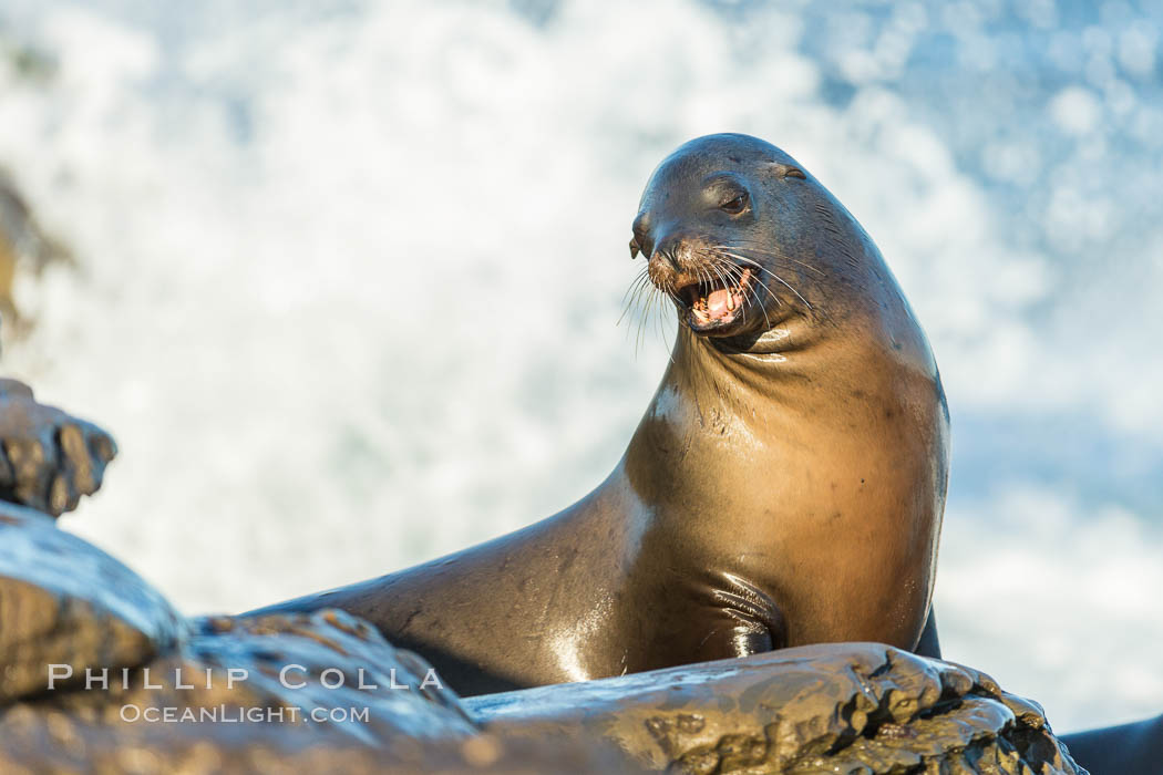 California sea lion, La Jolla. USA, Zalophus californianus, natural history stock photograph, photo id 34314