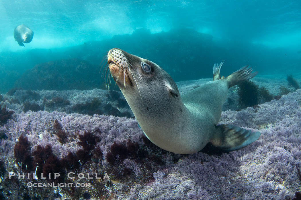 California sea lion laying on pink marine algae and eyeing the photographer, Coronado Islands, Mexico, Zalophus californianus, Coronado Islands (Islas Coronado)