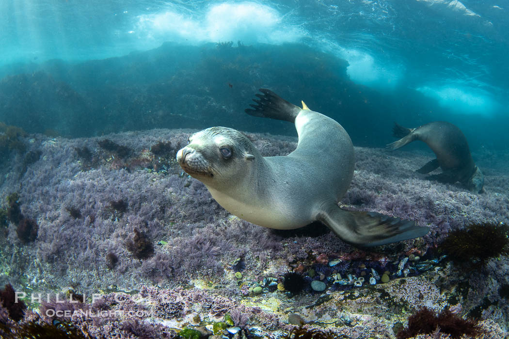 California sea lion laying on pink marine algae and eyeing the photographer, Coronado Islands, Mexico. Coronado Islands (Islas Coronado), Baja California, Zalophus californianus, natural history stock photograph, photo id 40736