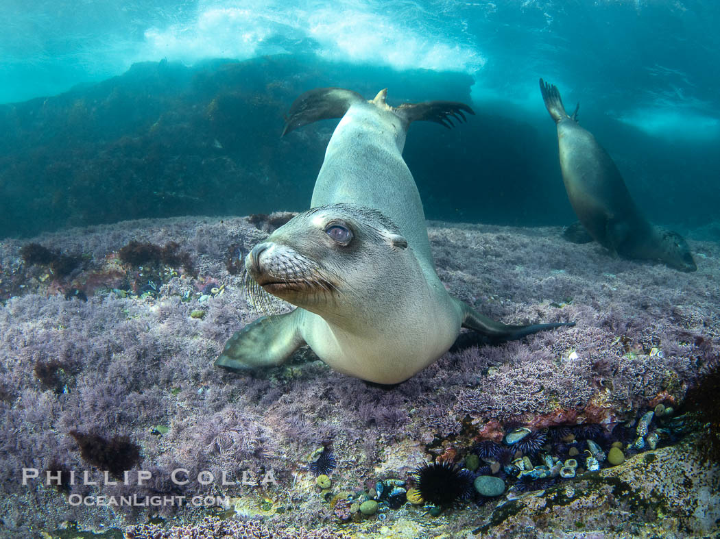 California sea lion laying on pink marine algae and eyeing the photographer, Coronado Islands, Mexico, Zalophus californianus, Coronado Islands (Islas Coronado)