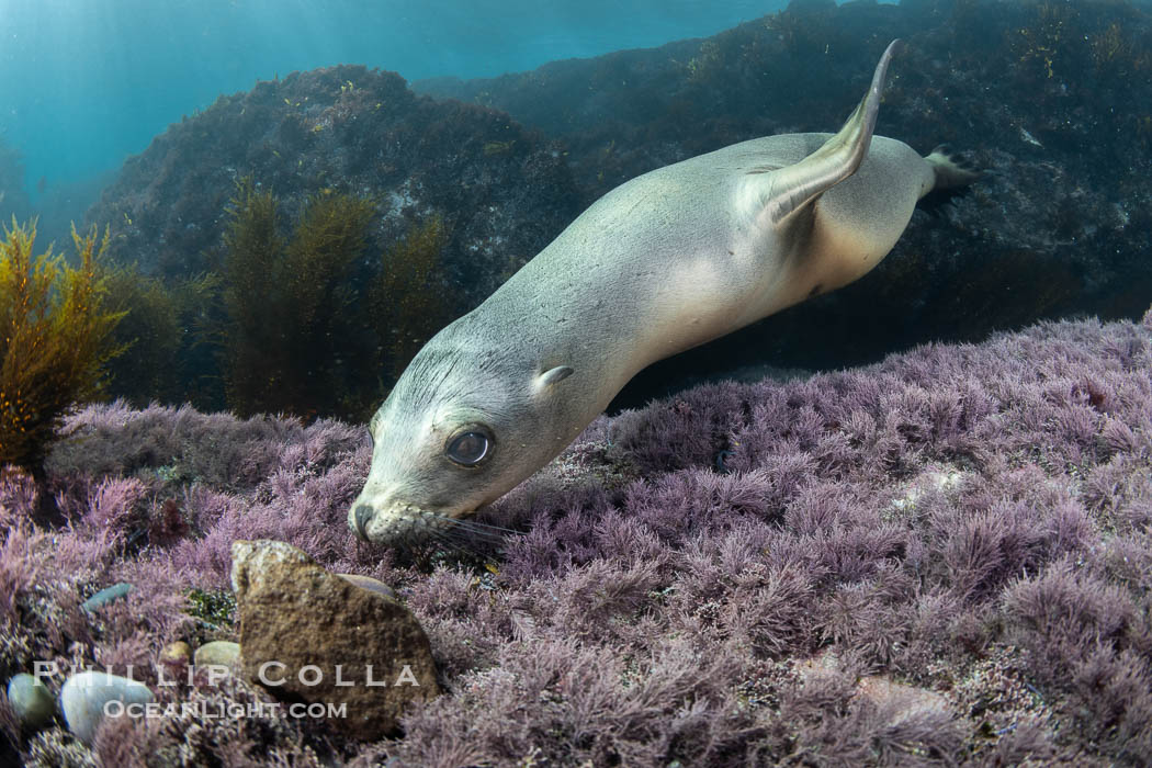 California sea lion laying on pink marine algae and eyeing the photographer, Coronado Islands, Mexico, Zalophus californianus, Coronado Islands (Islas Coronado)