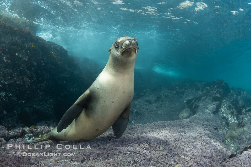 California sea lion laying on pink marine algae and eyeing the photographer, Coronado Islands, Mexico. Coronado Islands (Islas Coronado), Baja California, Zalophus californianus, natural history stock photograph, photo id 40741