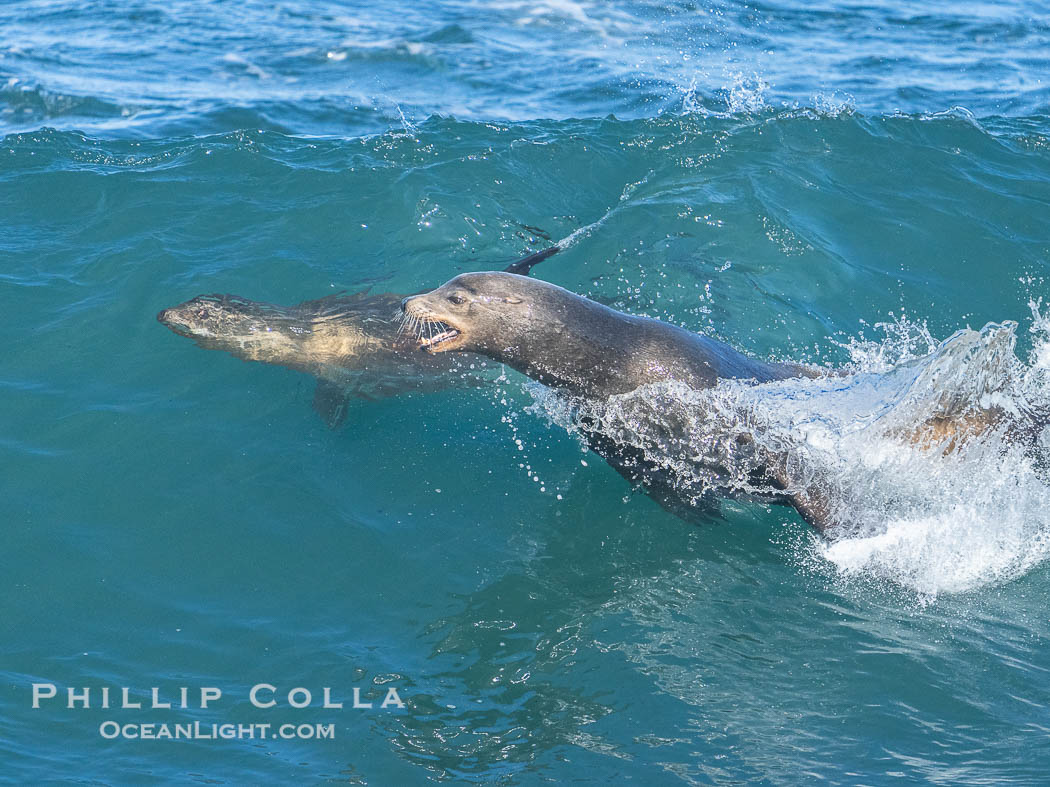 A California sea lions leap high out of the water, jumping clear of a wave while bodysurfing at Boomer Beach in La Jolla. USA, natural history stock photograph, photo id 40826