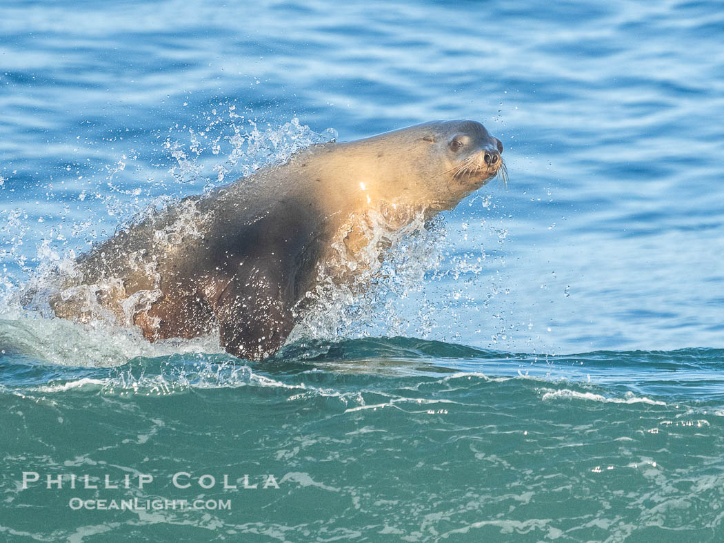 A California sea lions leap high out of the water, jumping clear of a wave while bodysurfing at Boomer Beach in La Jolla. USA, natural history stock photograph, photo id 40823