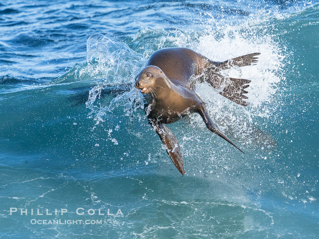 A California sea lions leap high out of the water, jumping clear of a wave while bodysurfing at Boomer Beach in La Jolla. USA, natural history stock photograph, photo id 40835