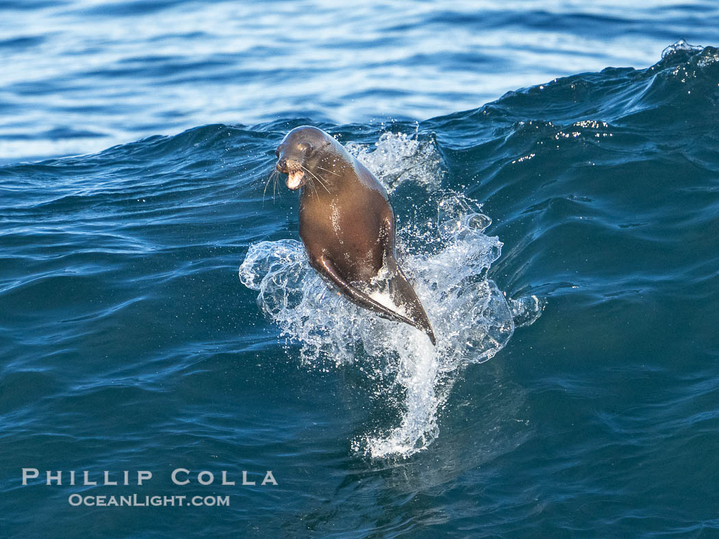 A California sea lions leap high out of the water, jumping clear of a wave while bodysurfing at Boomer Beach in La Jolla. USA, natural history stock photograph, photo id 40829