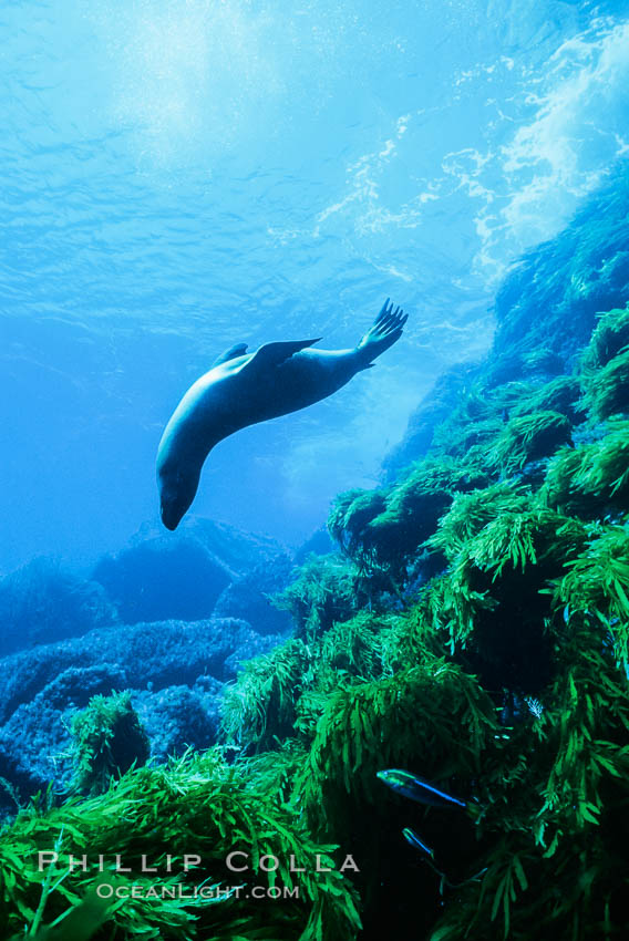 California sea lion. Guadalupe Island (Isla Guadalupe), Baja California, Mexico, Zalophus californianus, natural history stock photograph, photo id 02958