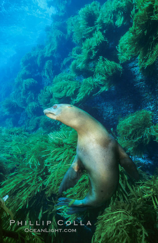 California sea lion. Guadalupe Island (Isla Guadalupe), Baja California, Mexico, Zalophus californianus, natural history stock photograph, photo id 03061