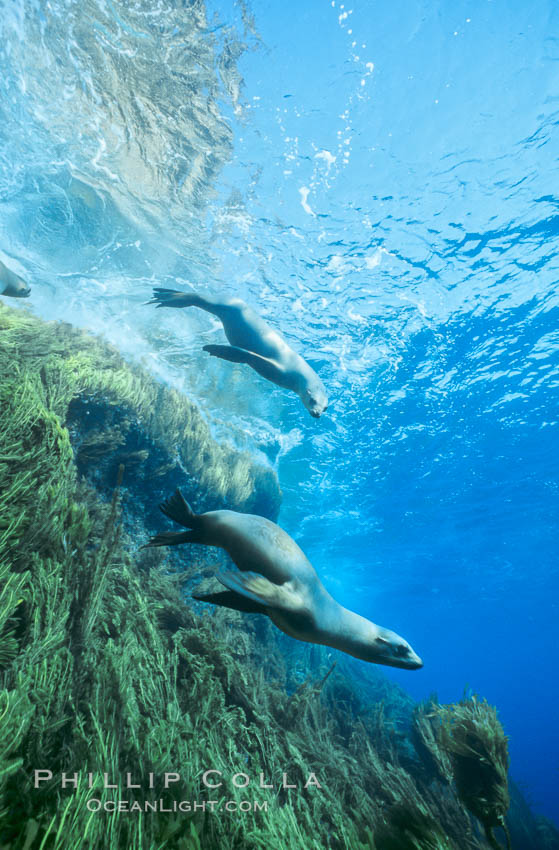 California sea lion. Guadalupe Island (Isla Guadalupe), Baja California, Mexico, Zalophus californianus, natural history stock photograph, photo id 03093