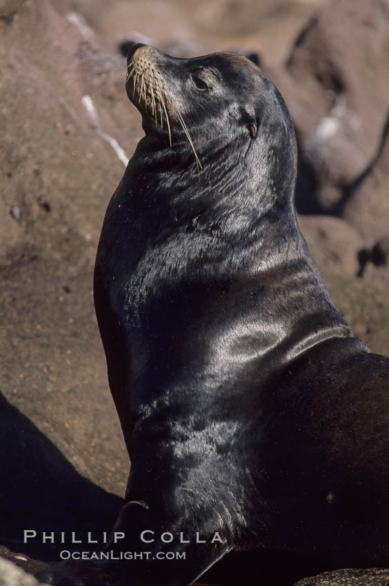 California sea lions, adult male, Los Islotes., Zalophus californianus, natural history stock photograph, photo id 04756