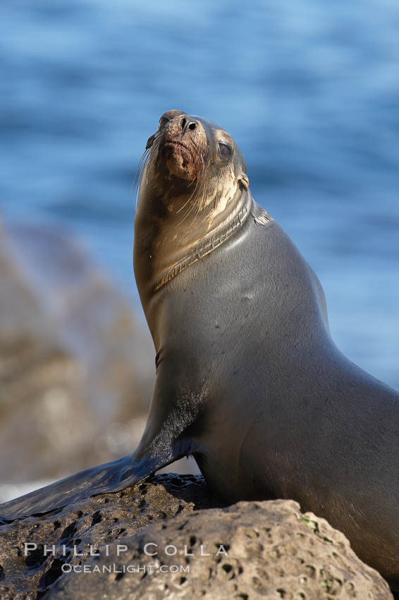 California sea lion hauled out on rocks beside the ocean. La Jolla, USA, Zalophus californianus, natural history stock photograph, photo id 19956