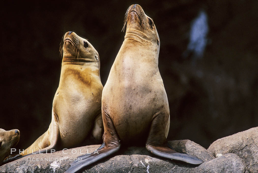 California sea lions, Baja California., Zalophus californianus, natural history stock photograph, photo id 05027