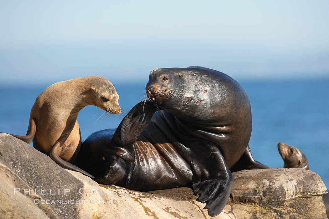 California sea lion, adult male and juvenile. La Jolla, USA, Zalophus californianus, natural history stock photograph, photo id 18543